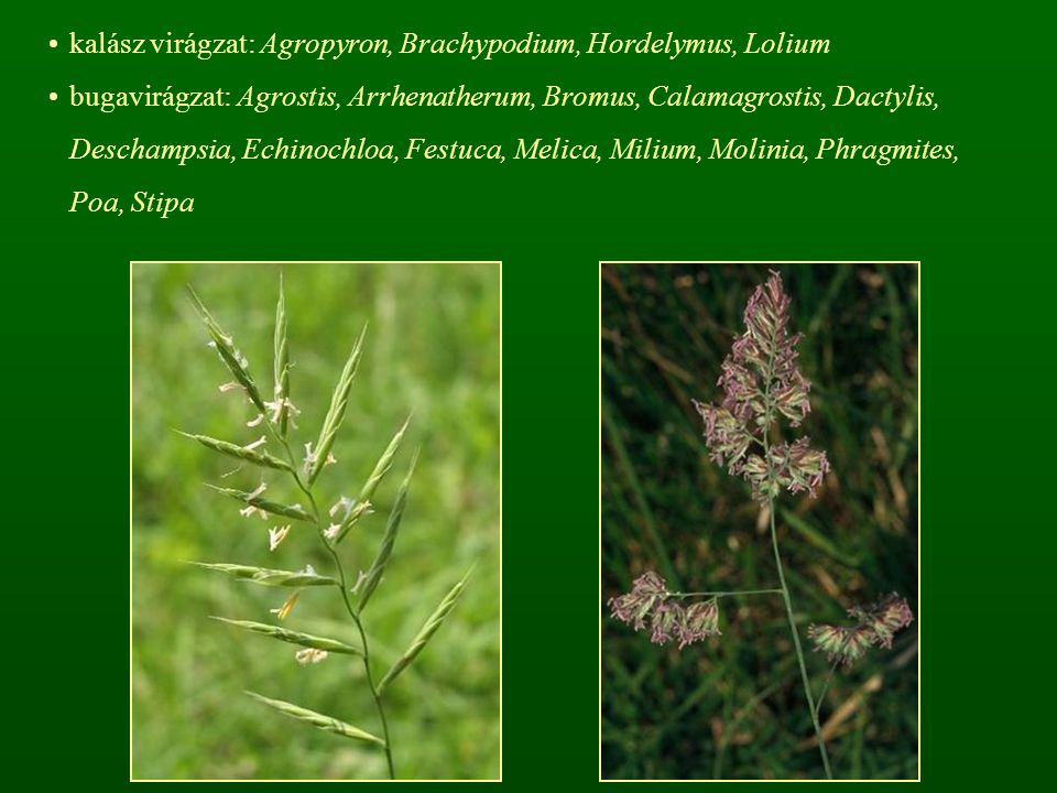 kalász virágzat: Agropyron, Brachypodium, Hordelymus, Lolium