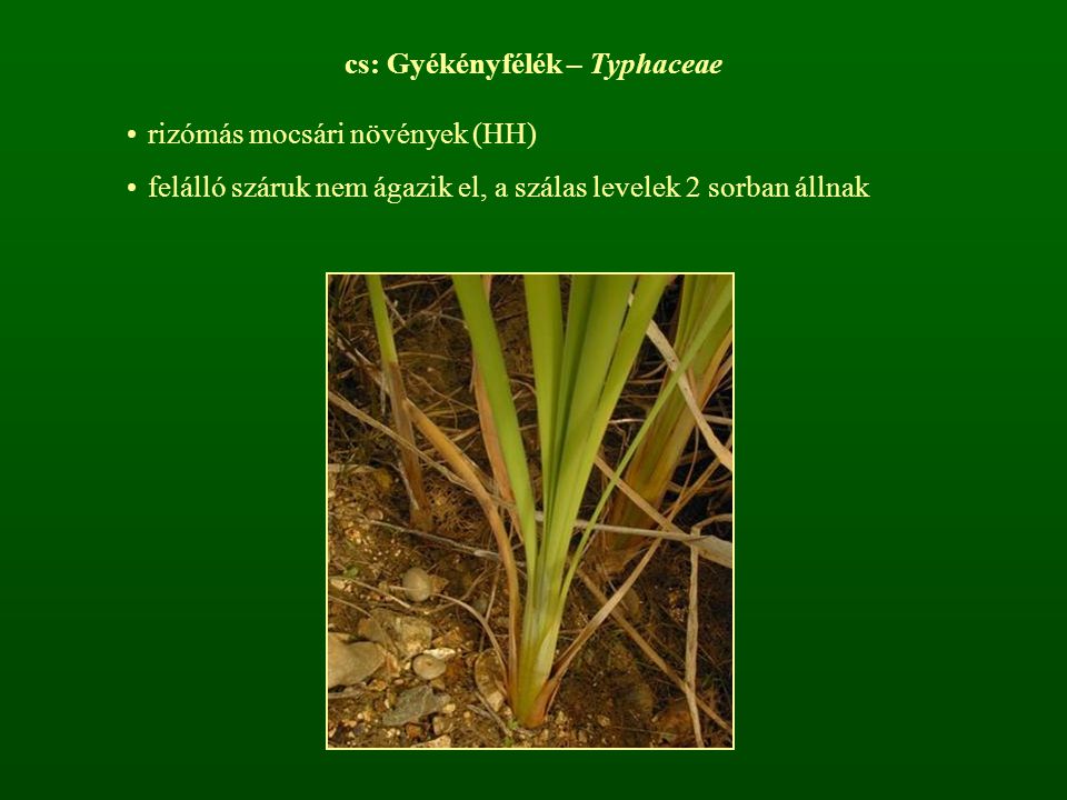 cs: Gyékényfélék – Typhaceae