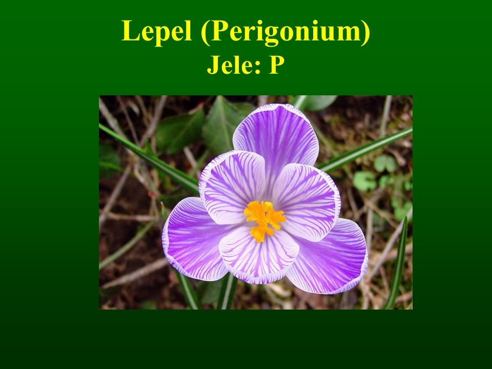 Lepel (Perigonium) Jele: P