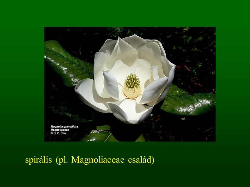 spirális (pl. Magnoliaceae család)