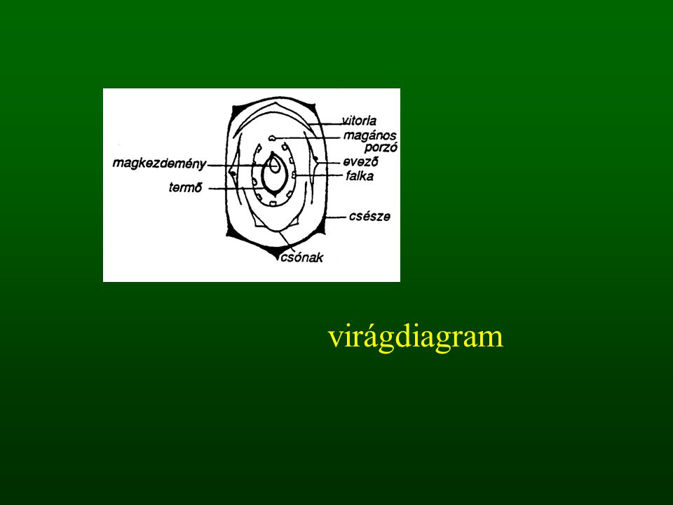 virágdiagram