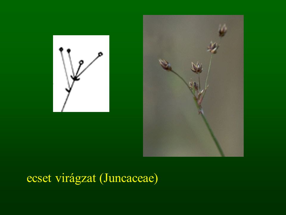 ecset virágzat (Juncaceae)