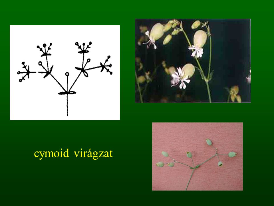 cymoid virágzat