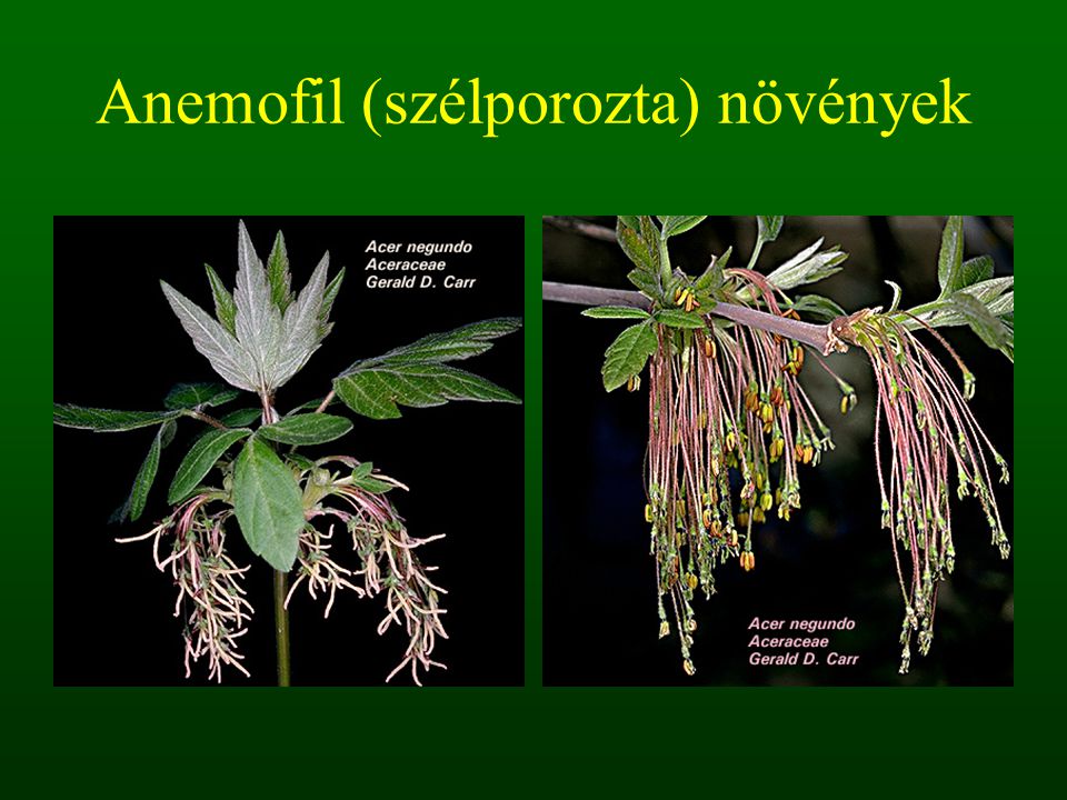 Anemofil (szélporozta) növények