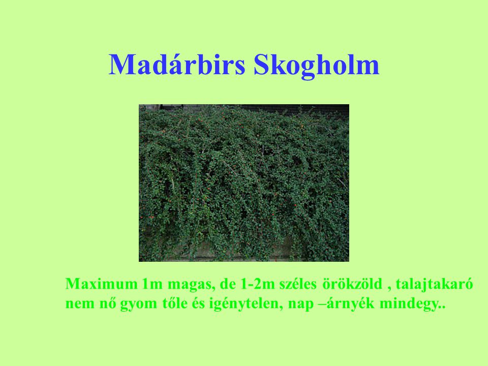 Madárbirs Skogholm Maximum 1m magas, de 1-2m széles örökzöld , talajtakaró.