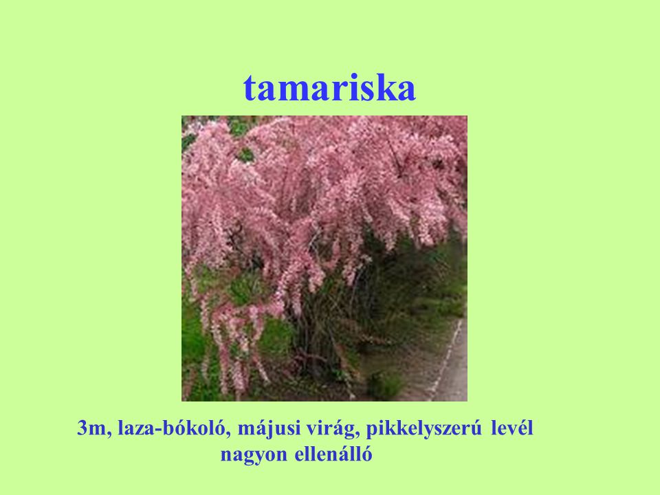 tamariska 3m, laza-bókoló, májusi virág, pikkelyszerú levél
