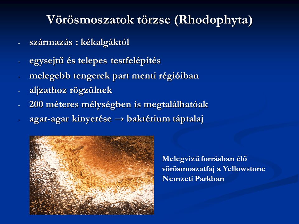 Vörösmoszatok törzse (Rhodophyta)