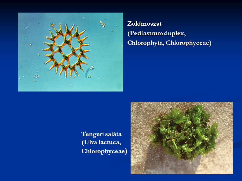 Zöldmoszat (Pediastrum duplex, Chlorophyta, Chlorophyceae) Tengeri saláta.