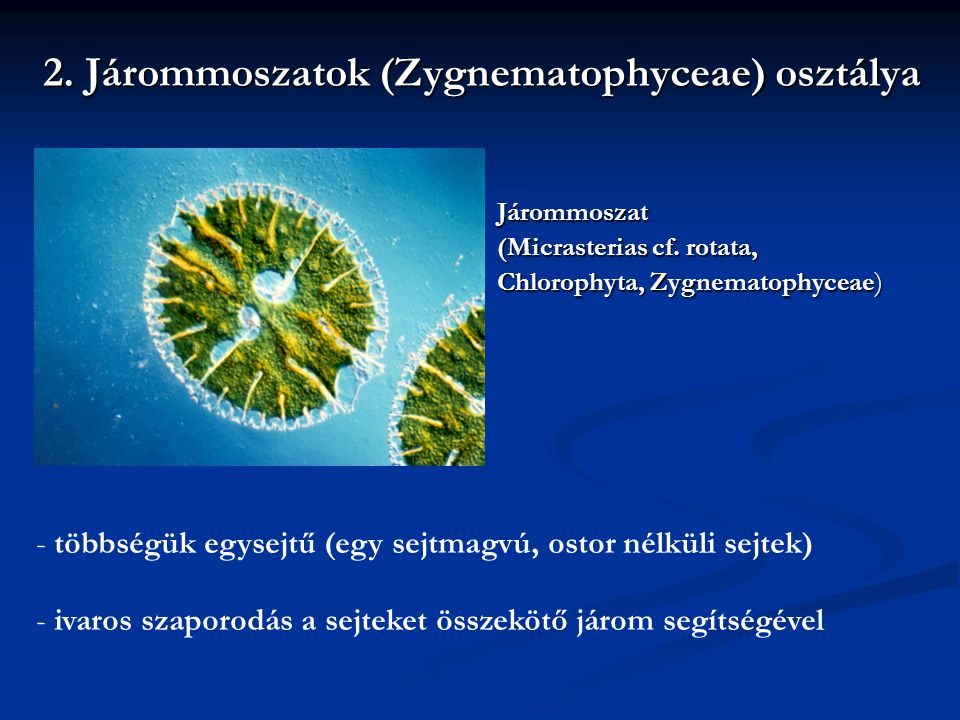 2. Járommoszatok (Zygnematophyceae) osztálya