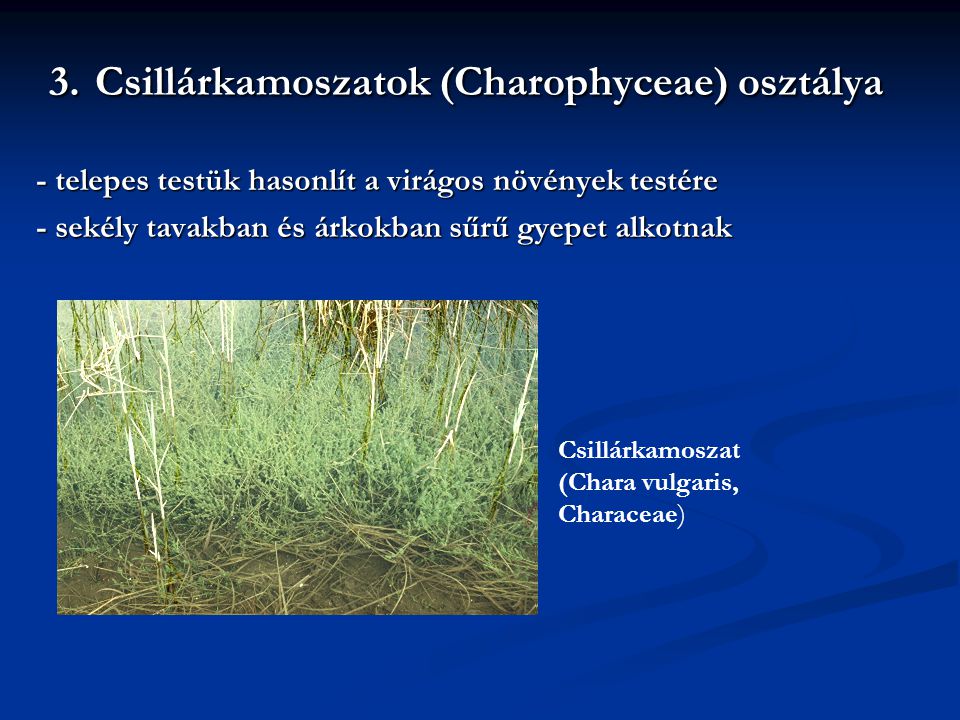 3. Csillárkamoszatok (Charophyceae) osztálya