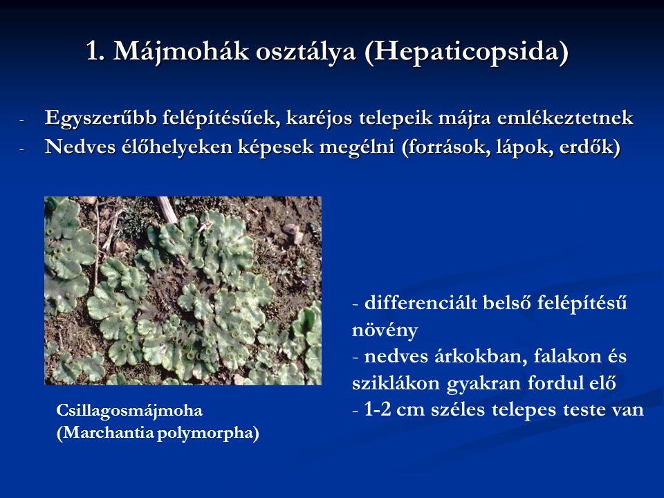 1. Májmohák osztálya (Hepaticopsida)