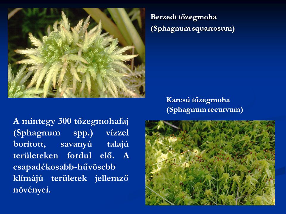 Berzedt tőzegmoha (Sphagnum squarrosum) Karcsú tőzegmoha (Sphagnum recurvum)