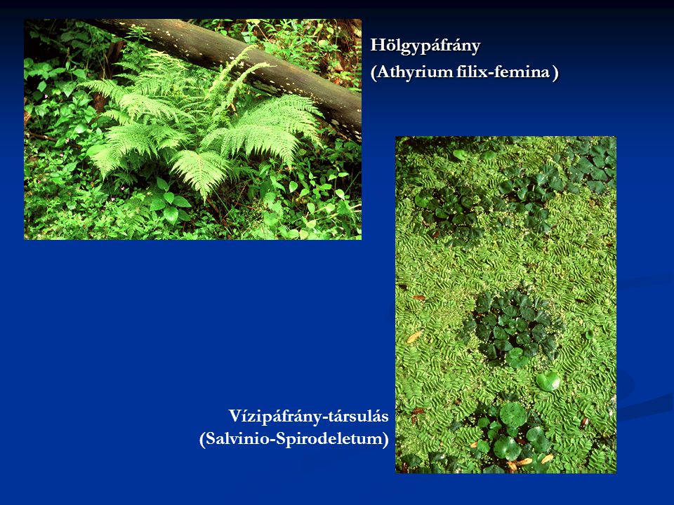 Hölgypáfrány (Athyrium filix-femina ) Vízipáfrány-társulás (Salvinio-Spirodeletum)