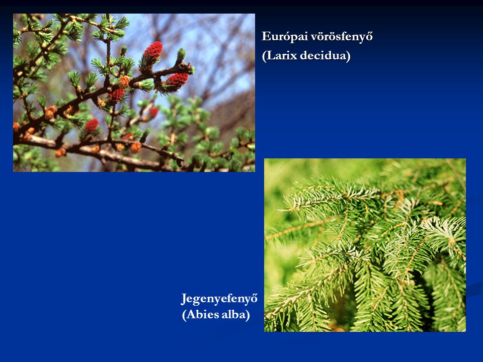 Európai vörösfenyő (Larix decidua) Jegenyefenyő (Abies alba)