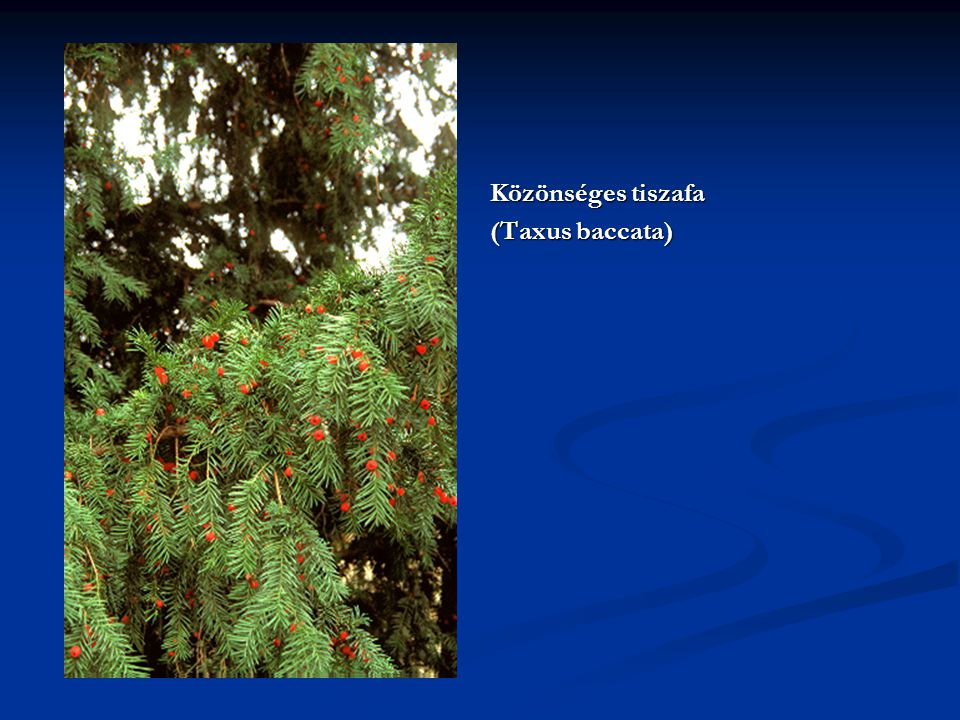 Közönséges tiszafa (Taxus baccata)