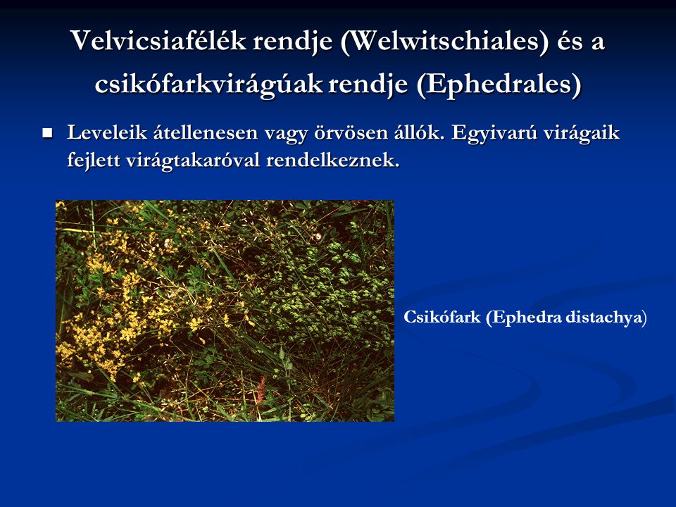 Velvicsiafélék rendje (Welwitschiales) és a csikófarkvirágúak rendje (Ephedrales)