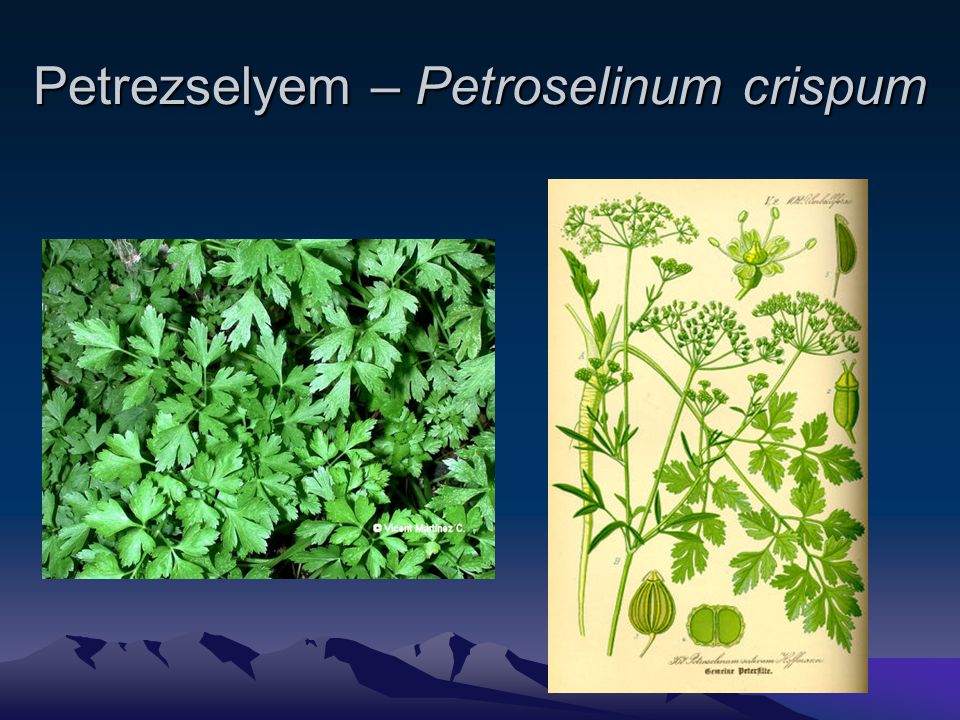Petrezselyem – Petroselinum crispum