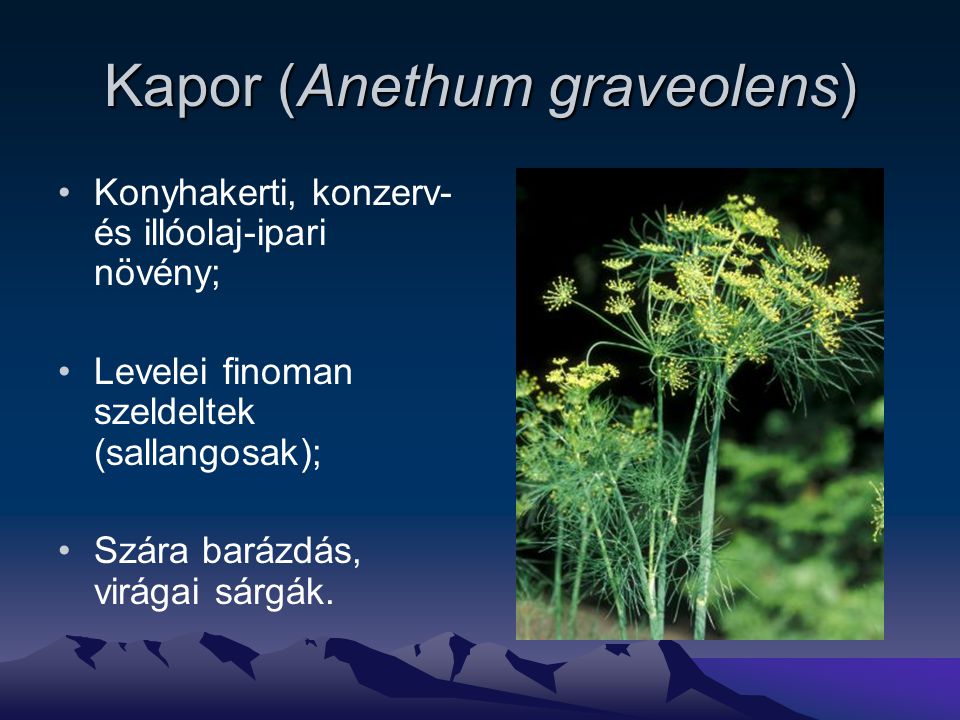 Kapor (Anethum graveolens)