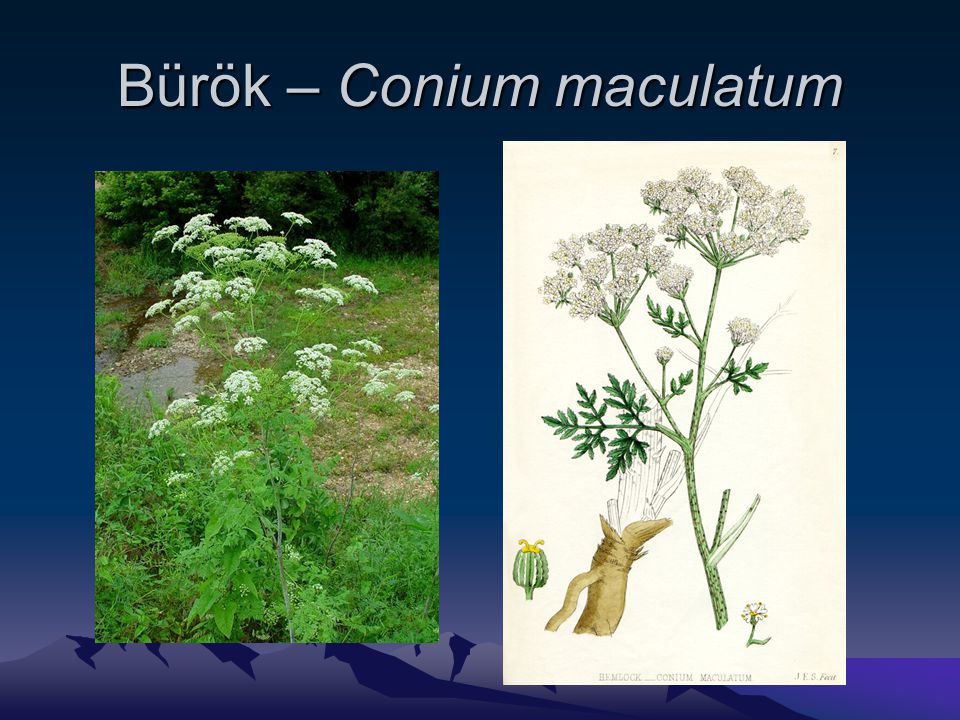 Bürök – Conium maculatum