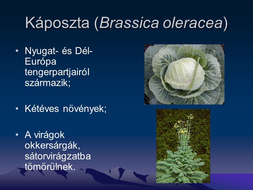 Káposzta (Brassica oleracea)