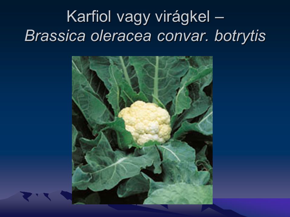 Karfiol vagy virágkel – Brassica oleracea convar. botrytis