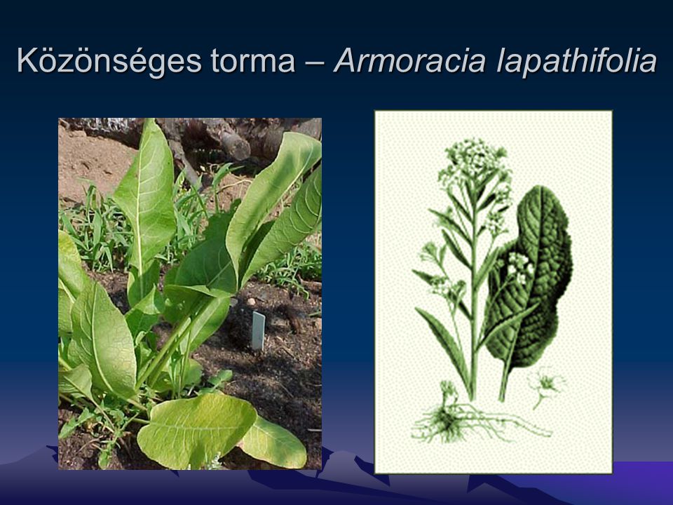 Közönséges torma – Armoracia lapathifolia