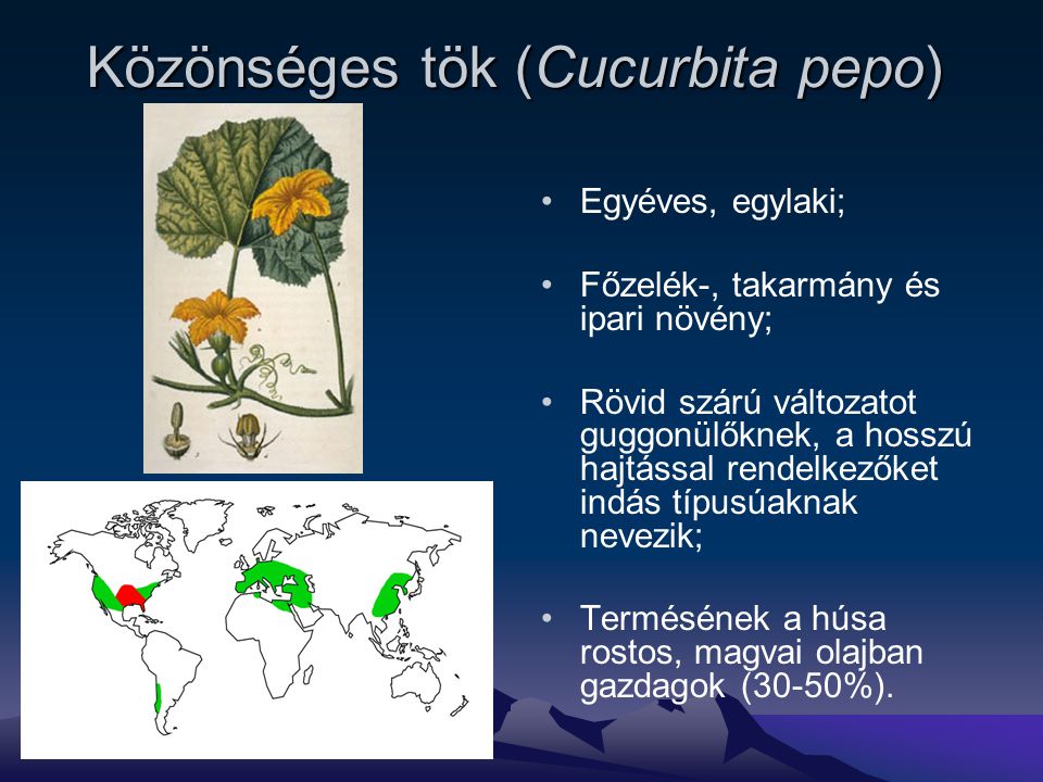Közönséges tök (Cucurbita pepo)