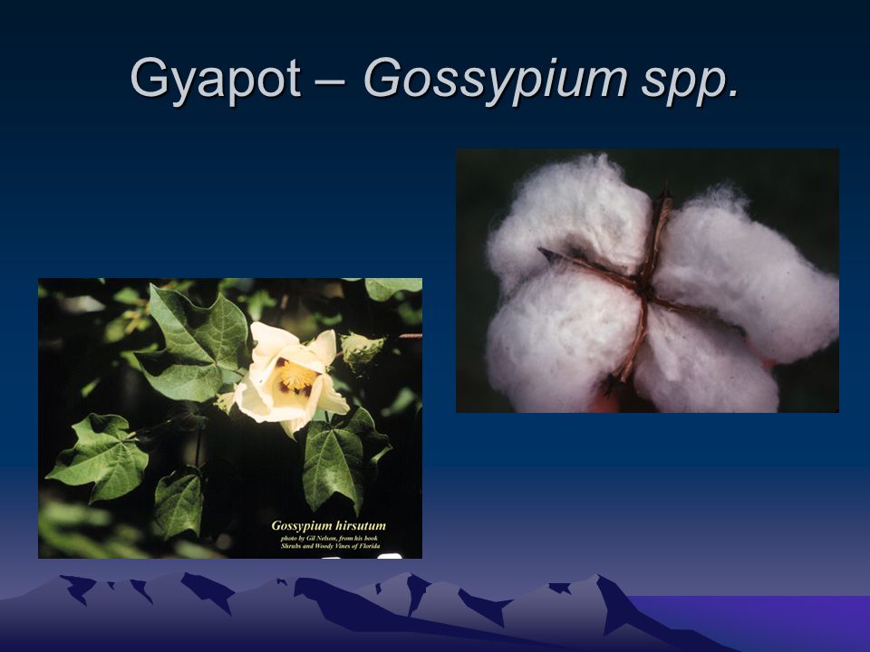 Gyapot – Gossypium spp.