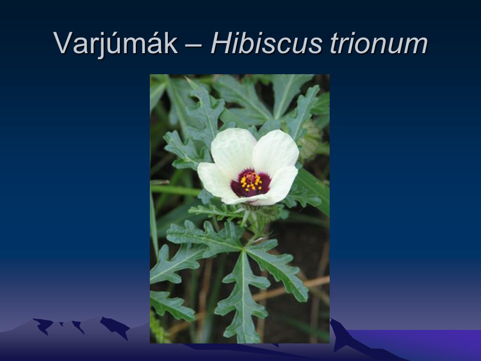 Varjúmák – Hibiscus trionum