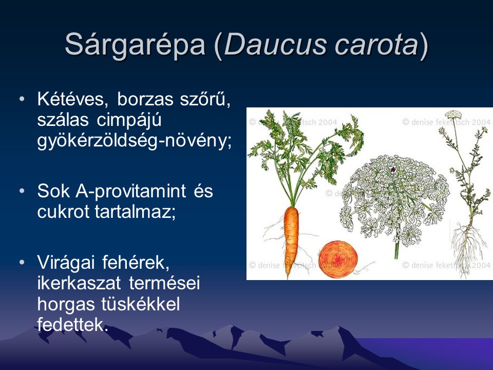 Sárgarépa (Daucus carota)