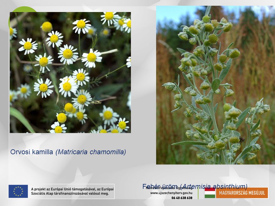 Orvosi kamilla (Matricaria chamomilla)
