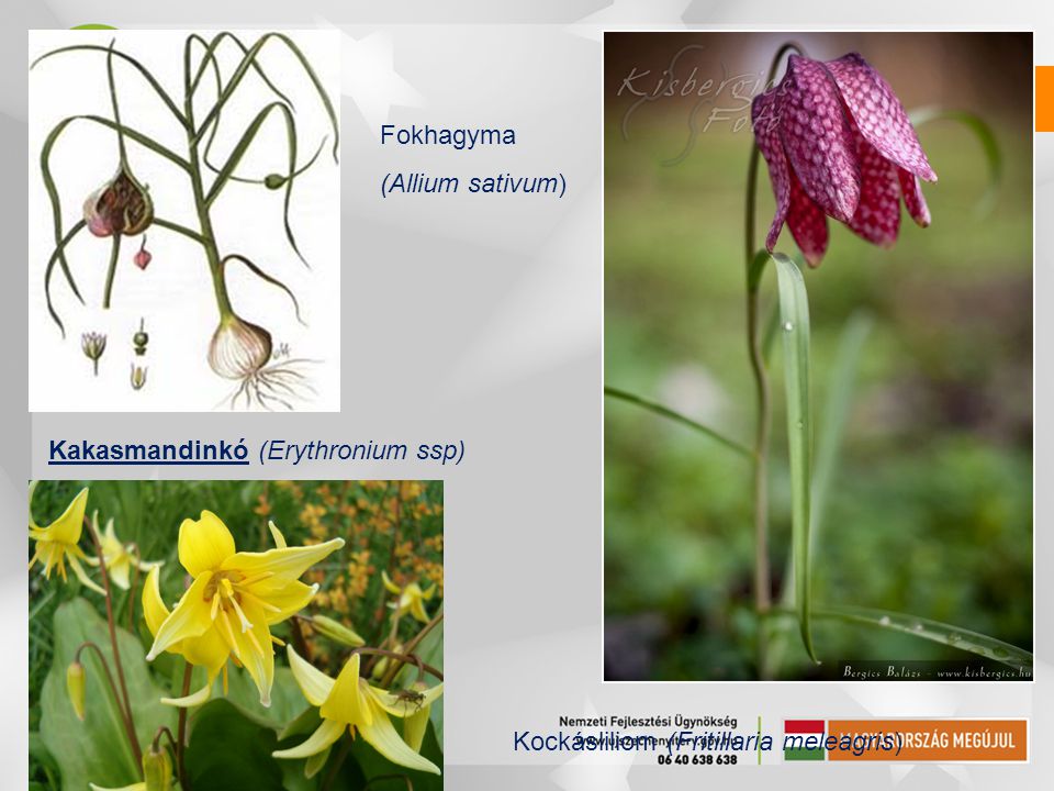 Fokhagyma (Allium sativum) Kakasmandinkó (Erythronium ssp) Kockásliliom (Fritillaria meleagris)