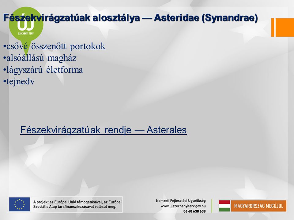 Fészekvirágzatúak alosztálya — Asteridae (Synandrae)