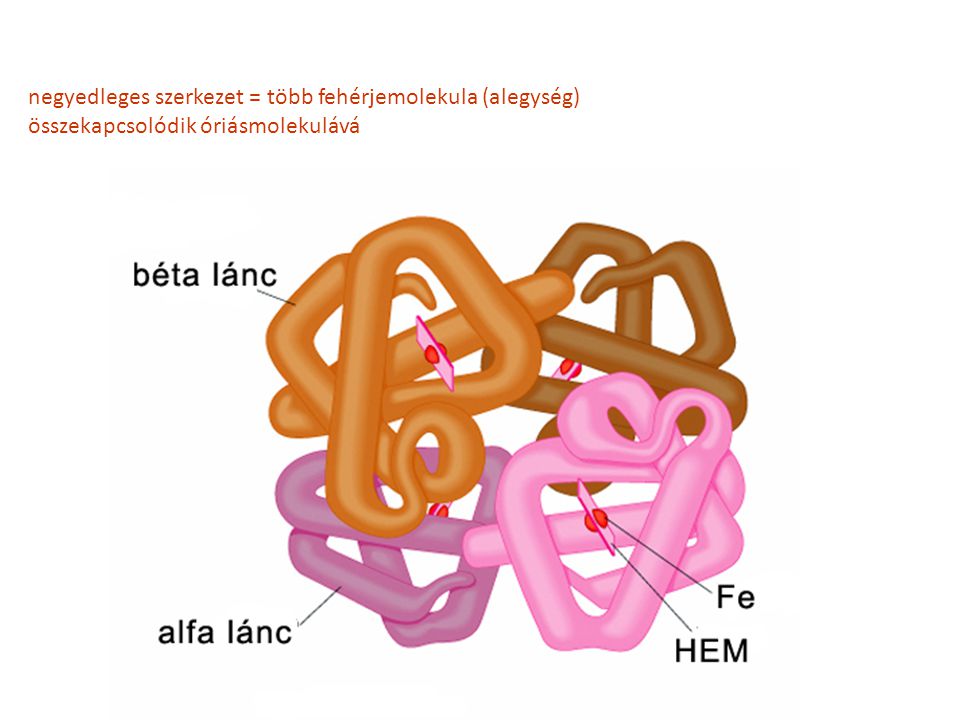 negyedleges szerkezet = több fehérjemolekula (alegység)