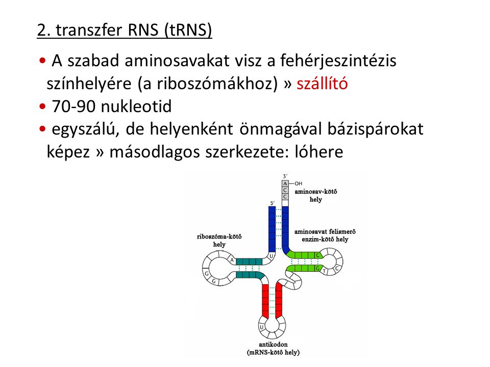 2. transzfer RNS (tRNS) A szabad aminosavakat visz a fehérjeszintézis színhelyére (a riboszómákhoz) » szállító.