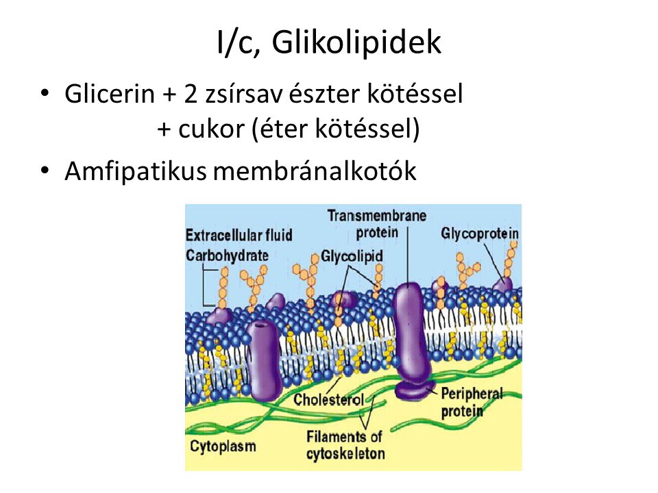 I/c, Glikolipidek Glicerin + 2 zsírsav észter kötéssel + cukor (éter kötéssel) Amfipatikus membránalkotók.