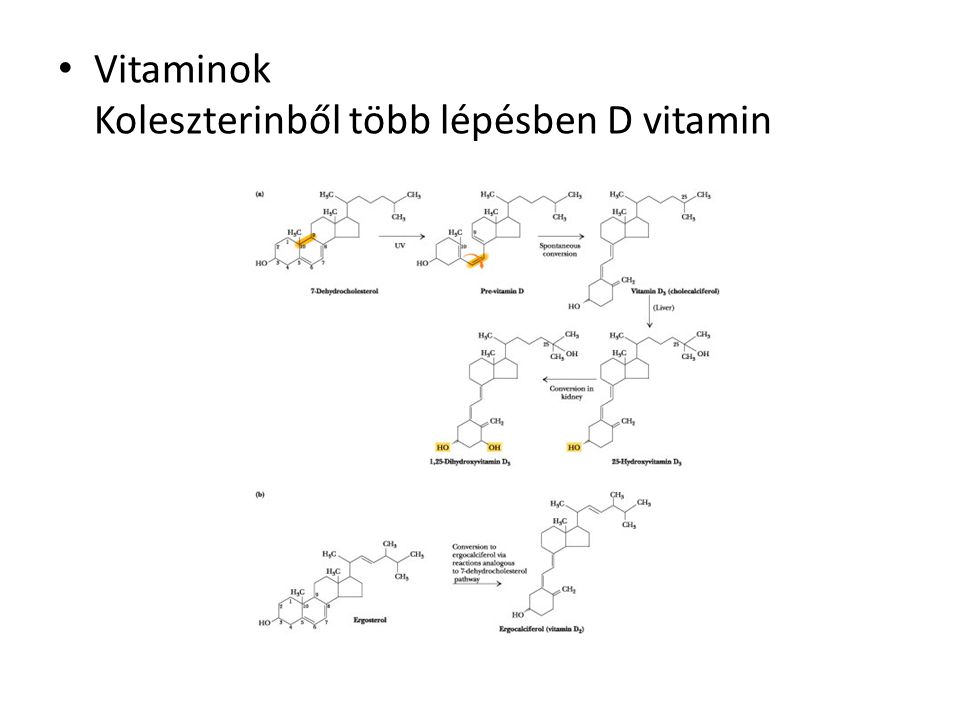 Vitaminok Koleszterinből több lépésben D vitamin