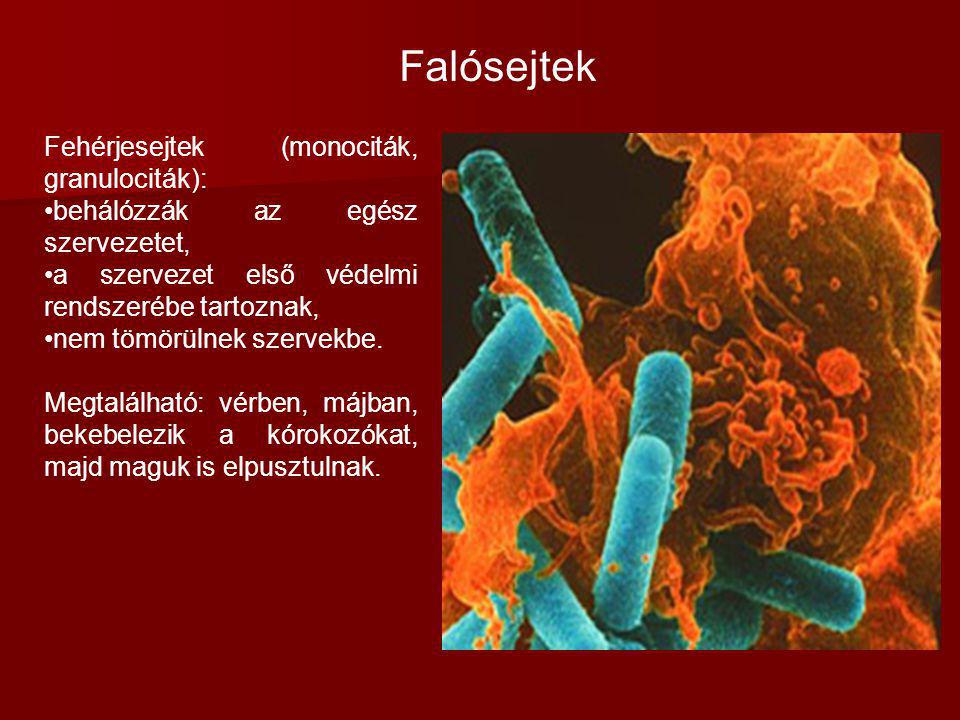 Falósejtek Fehérjesejtek (monociták, granulociták):