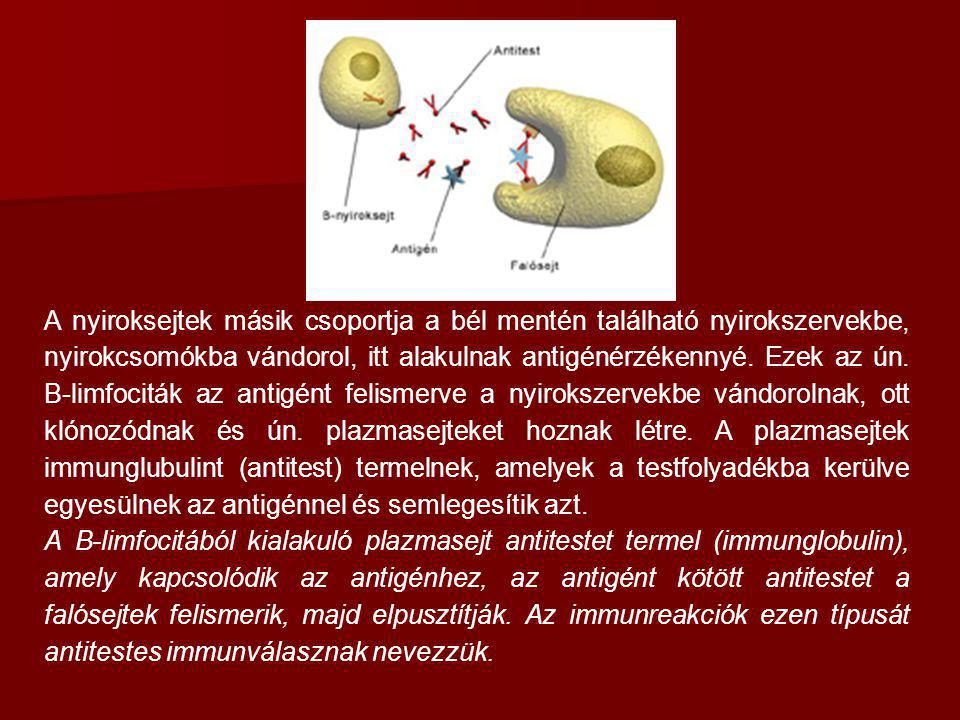 A nyiroksejtek másik csoportja a bél mentén található nyirokszervekbe, nyirokcsomókba vándorol, itt alakulnak antigénérzékennyé. Ezek az ún. B-limfociták az antigént felismerve a nyirokszervekbe vándorolnak, ott klónozódnak és ún. plazmasejteket hoznak létre. A plazmasejtek immunglubulint (antitest) termelnek, amelyek a testfolyadékba kerülve egyesülnek az antigénnel és semlegesítik azt.