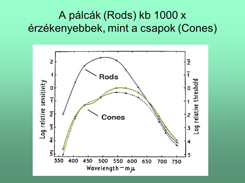 A pálcák (Rods) kb 1000 x érzékenyebbek, mint a csapok (Cones)
