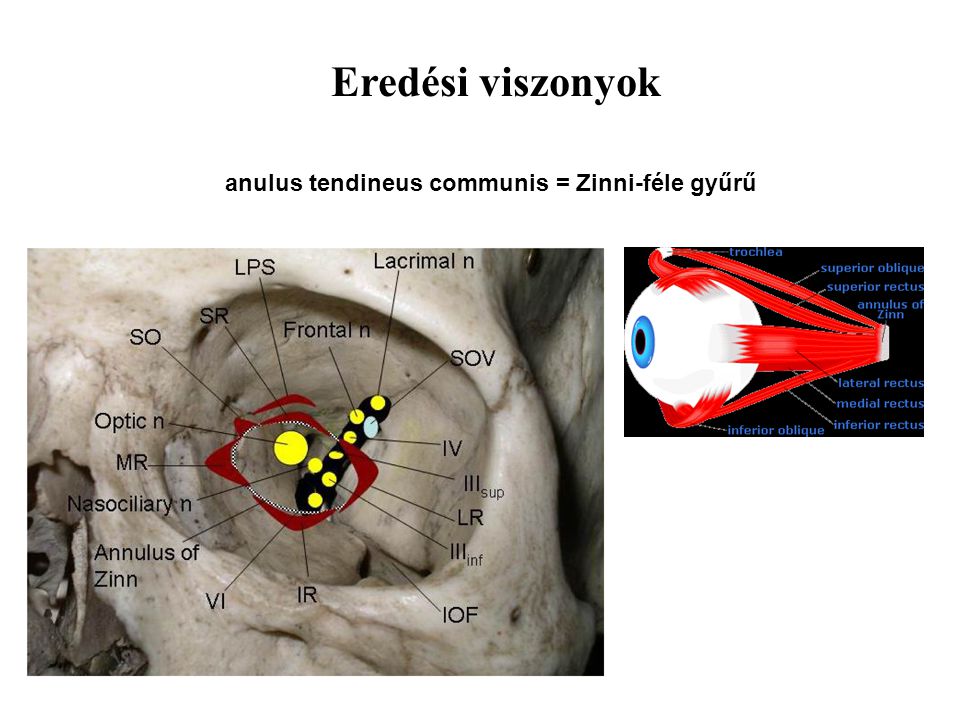 Eredési viszonyok anulus tendineus communis = Zinni-féle gyűrű