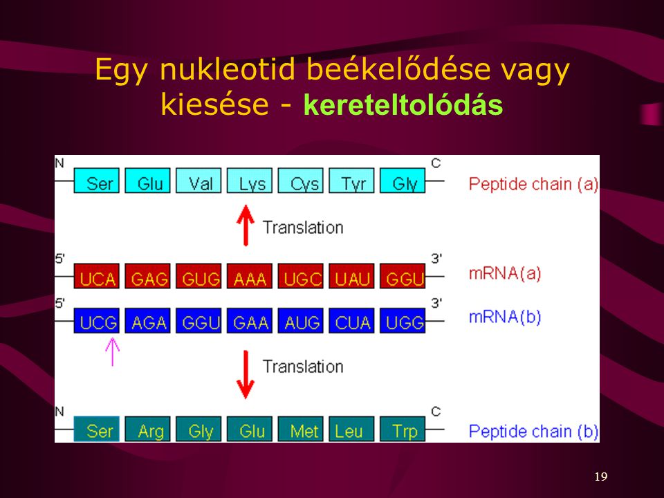 Egy nukleotid beékelődése vagy kiesése - kereteltolódás