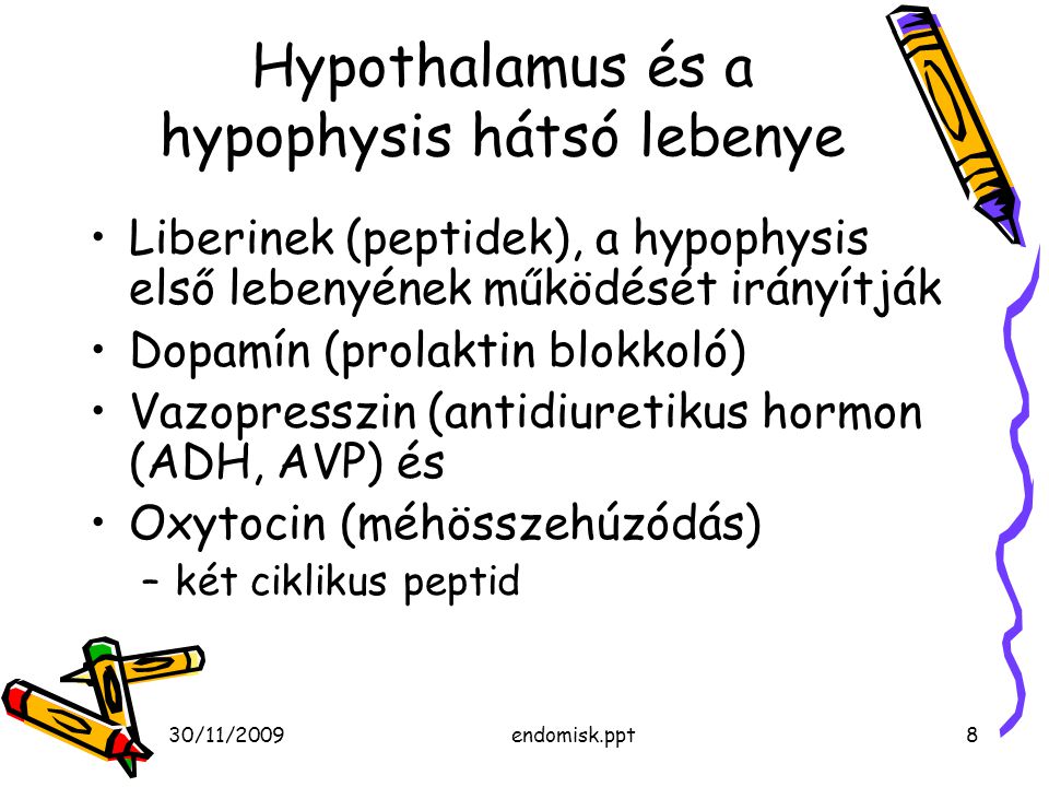 Hypothalamus és a hypophysis hátsó lebenye