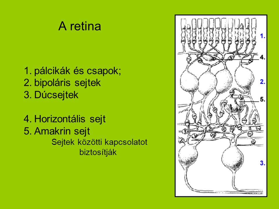A retina pálcikák és csapok; bipoláris sejtek Dúcsejtek