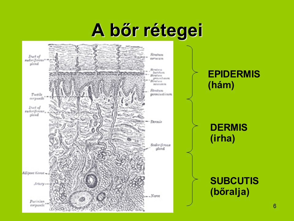 A bőr rétegei EPIDERMIS (hám) DERMIS (irha) SUBCUTIS (bőralja)