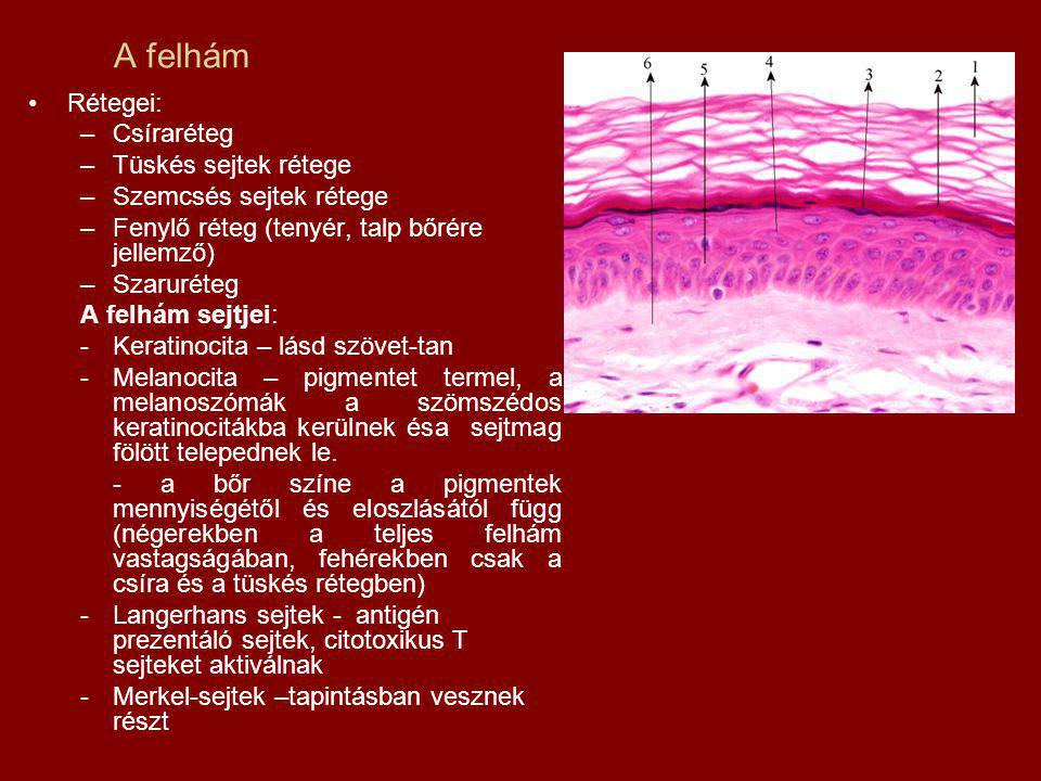 A felhám Rétegei: Csíraréteg Tüskés sejtek rétege