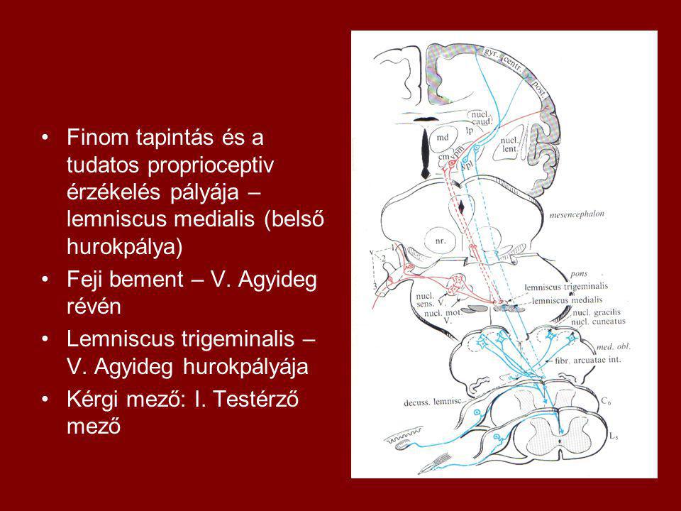 Finom tapintás és a tudatos proprioceptiv érzékelés pályája – lemniscus medialis (belső hurokpálya)
