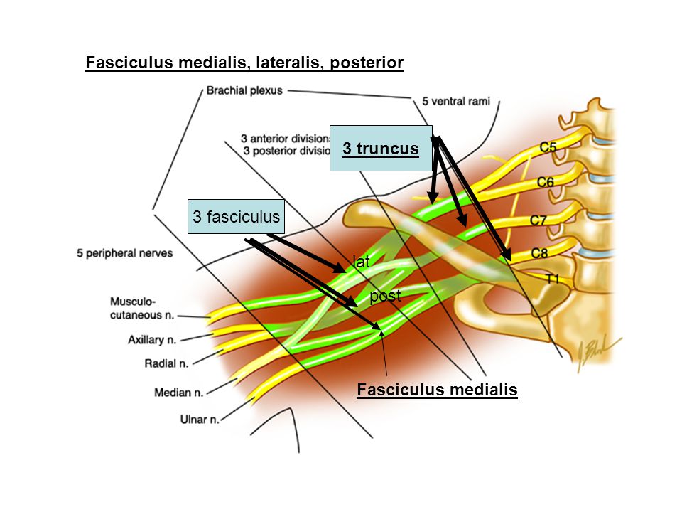 Fasciculus medialis, lateralis, posterior
