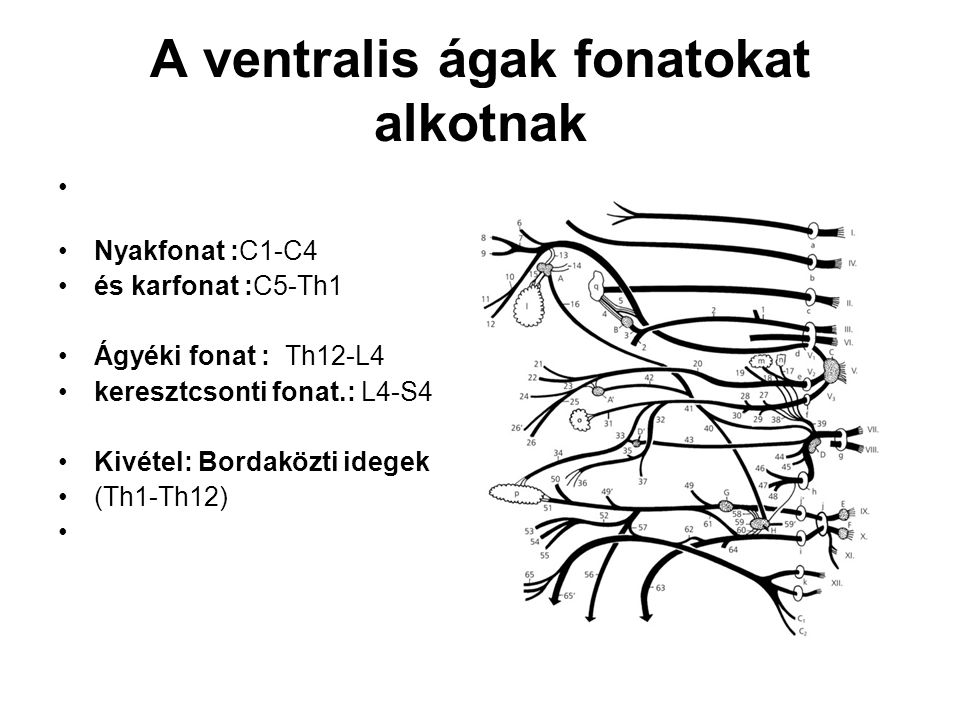 A ventralis ágak fonatokat alkotnak