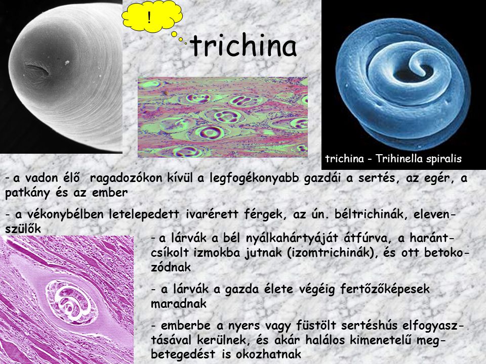 ! trichina. trichina - Trihinella spiralis. a vadon élő ragadozókon kívül a legfogékonyabb gazdái a sertés, az egér, a patkány és az ember.